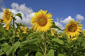 Sunflowers (Helianthus annuus) in bloom, sunflower field, blue cloudy sky, North Rhine-Westphalia,