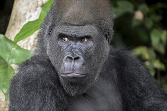 Western lowland gorilla (Gorilla gorilla gorilla), portrait, Réserve Lésio-Louna nature reserve,