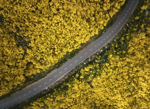 Aerial view of road among yellow Cytisus blooming shrubs near Pico do Arieiro, Portugal, Europe