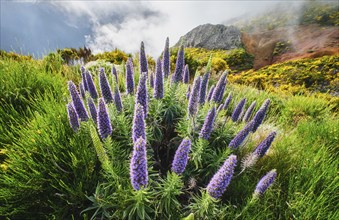 Madeira landscape with Pride of Madeira flowers and blooming Cytisus shrubs and mountains in clouds