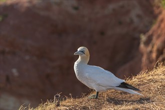 Northern gannet (Morus bassanus) standing on the cliff edge, offshore island of Heligoland, North