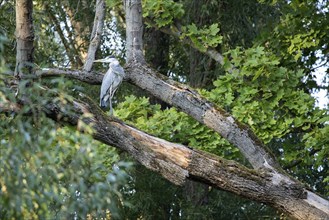 Grey heron sitting on a tree, Stadtpark Rotehorn, Magdeburg, Saxony-Anhalt, Germany, Europe