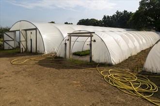 Large polythene poly-tunnels at Swanns Nursery garden centre, Suffolk, England, UK