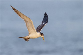 Caspian Tern, flight photo, (Thalasseus bergii), East Khawr / Khawr Ad Dahariz, Salalah, Dhofar,