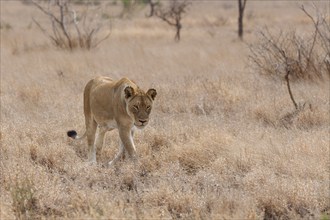 African lion (Panthera leo melanochaita), lioness, adult female walking in dry grass, savanna,