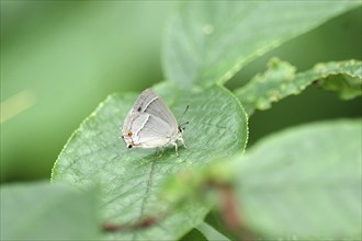 Blue oak hairstreak (Favonius quercus), butterfly, insect, leaf, wing, The small oak hairstreak