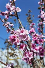 Close-up of pink blooming cherry blossoms against a bright blue sky in spring, France, Europe