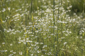 Camomile between grasses, Münsterland, North Rhine-Westphalia, Germany, Europe