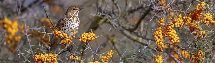 Song thrush (Turdus philomelos), Heligoland Island, Schleswig-Holstein, Federal Republic of Germany