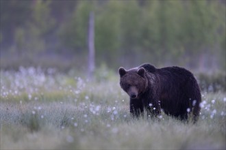 Brown bear (Ursus arctos) in the Finnish taiga, Kuusamo, Finland, Europe