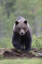 Brown bear (Ursus arctos) in the Finnish taiga, Kuusamo, Finland, Europe