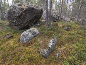 Glacial Boulders, remnants of the last Ice Age, amidst a Pine Tree forest, (Pinus slyvestris), May,