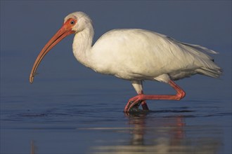 Snowy ibis, (Eudocimus albu), White ibis, Little Estero Lagoon, Everglades NP, Florida, USA, North