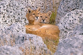 Cougar (Felis concolor patagonica) wbl. Torres del Paine NP, Chile, adult young Cougar, Torres del