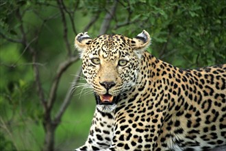 Leopard (Panthera pardus), adult, on tree, portrait, Sabisabi Private Game Reserve, National Park,