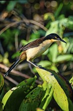 Black capped Donacobius (Donacobius atricapilla) perched on a branch in the tropical forest, Alta