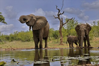 African elephant (Loxodonta africana), adult, female, mother, male, bull, young animal, mother with