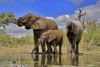 African elephant (Loxodonta africana), adult, female, mother, two young, mother with young, at the