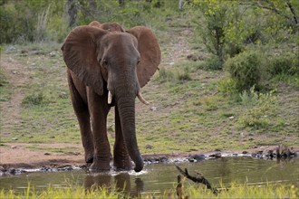 African elephant (Loxodonta africana), adult, male, bull, at the water, drinking, Kruger National