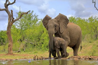 African elephant (Loxodonta africana), adult, male, bull, young animal, young bull with young