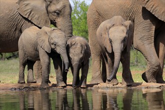 African elephant (Loxodonta africana), three young animals, at the water, drinking, group, Kruger