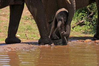 African elephant (Loxodonta africana), young animal, calf, baby elephant, mother, young animal with