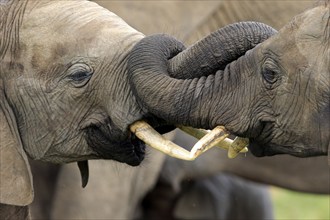 African elephant (Loxodonta africana), social behaviour, portrait, Addo Elephant National Park,