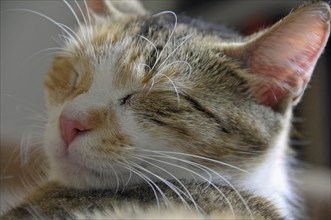 Sleeping domestic cat (Felis silvestris f. catus)