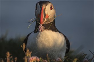 Puffin (Fratercula arctica) standing in a flower meadow in the evening light of the midnight sun,