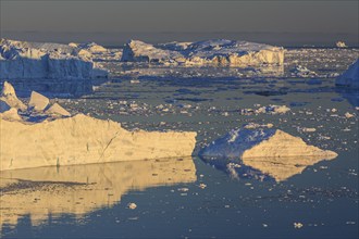 Icebergs and ice floes reflected in the water, summer, midnight sun, Jakobshavn glacier and ice