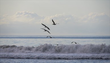 Brown pelicans (Pelecanus occidentalis) flying over the waves by the sea, Corcovado National Park,