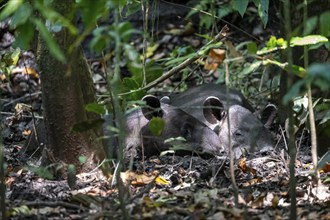 Baird's tapir (Tapirus bairdii), mother with young, lying asleep in the rainforest, Corcovado