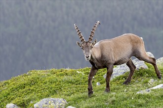 Alpine ibex (Capra ibex), adult male, Mont Blanc massif, Chamonix, France, Europe