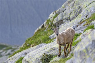 Alpine ibex (Capra ibex), Mont Blanc massif, Chamonix, France, Europe