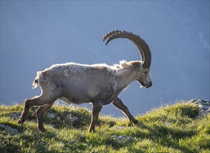 Alpine ibex (Capra ibex), adult male, in the morning light, Mont Blanc massif, Chamonix, France,