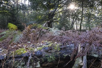 Bracken fern (Pteridium aquilinum) and tinder fungus (Fomes fomentarius) in a light-flooded beech