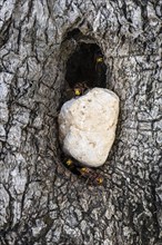 Hornets (Vespa crabro) at the nest entrance in an olive tree, Sicily, Italy, Europe