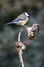 Great tit (Parus major) on a sunflower, Emsland, Lower Saxony, Germany, Europe