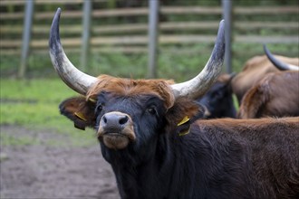 Close-up of an aurochs