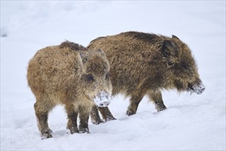 Wild boar (Sus scrofa) in winter, snow, Bavaria, Germany, Europe