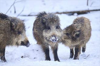 Wild boar (Sus scrofa) youngsters in a forest in winter, snow, Bavaria, Germany, Europe