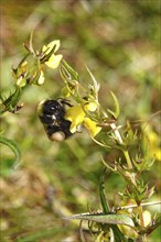 Bumblebee with pollen, Saxony, Germany, Europe