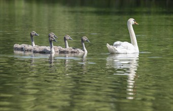 Mute swan (Cygnus olor), adult and young birds swimming on a pond, Thuringia, Germany, Europe