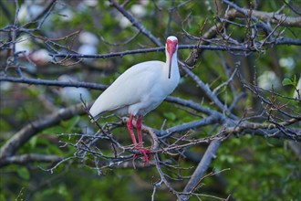 White Ibis, Snow Ibis (Eudocimus albu), standing on a branch, Wakodahatchee Wetlands, Delray Beach,