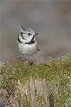 Crested Tit (Lophophanes cristatus), sitting on a tree root covered with moss, Wilnsdorf, North