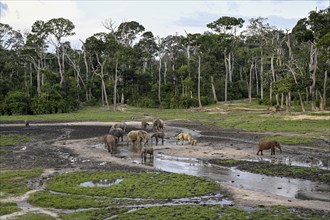 African forest elephants (Loxodonta cyclotis) in the Dzanga Bai forest clearing, Dzanga-Ndoki