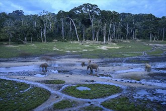 African forest elephant (Loxodonta cyclotis) in the Dzanga Bai forest clearing, blue hour,