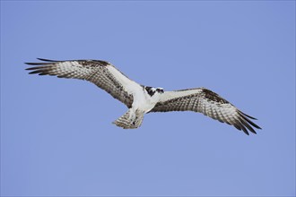 Western osprey (Pandion haliaetus) in flight, Everglades National Park, Florida, USA, North America