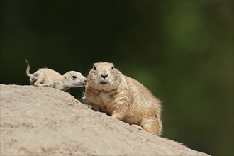 Black-tailed prairie dog (Cynomys ludovicianus) with young at the den, captive, occurrence in North