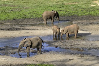 African forest elephants (Loxodonta cyclotis) in the Dzanga Bai forest clearing, Dzanga-Ndoki